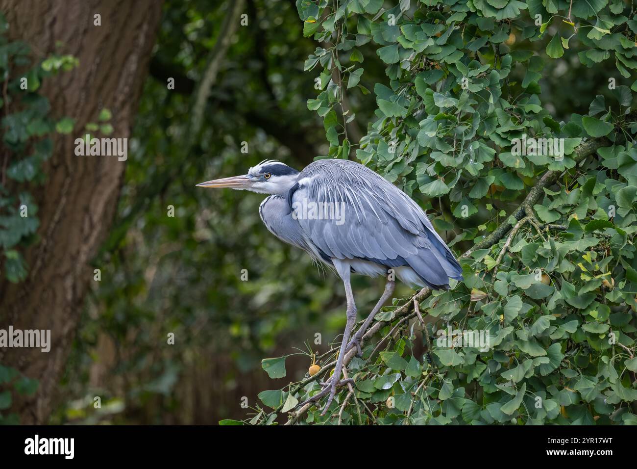 Aironi grigi (Ardea cinerea) su un ramo d'albero, uccello da guado della famiglia Ardeidae, regione: Europa temperata e Asia. Foto Stock