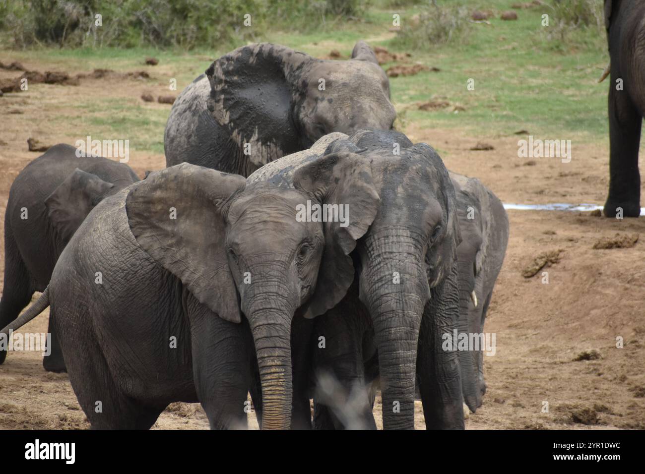 Giovani elefanti africani giocosi Foto Stock