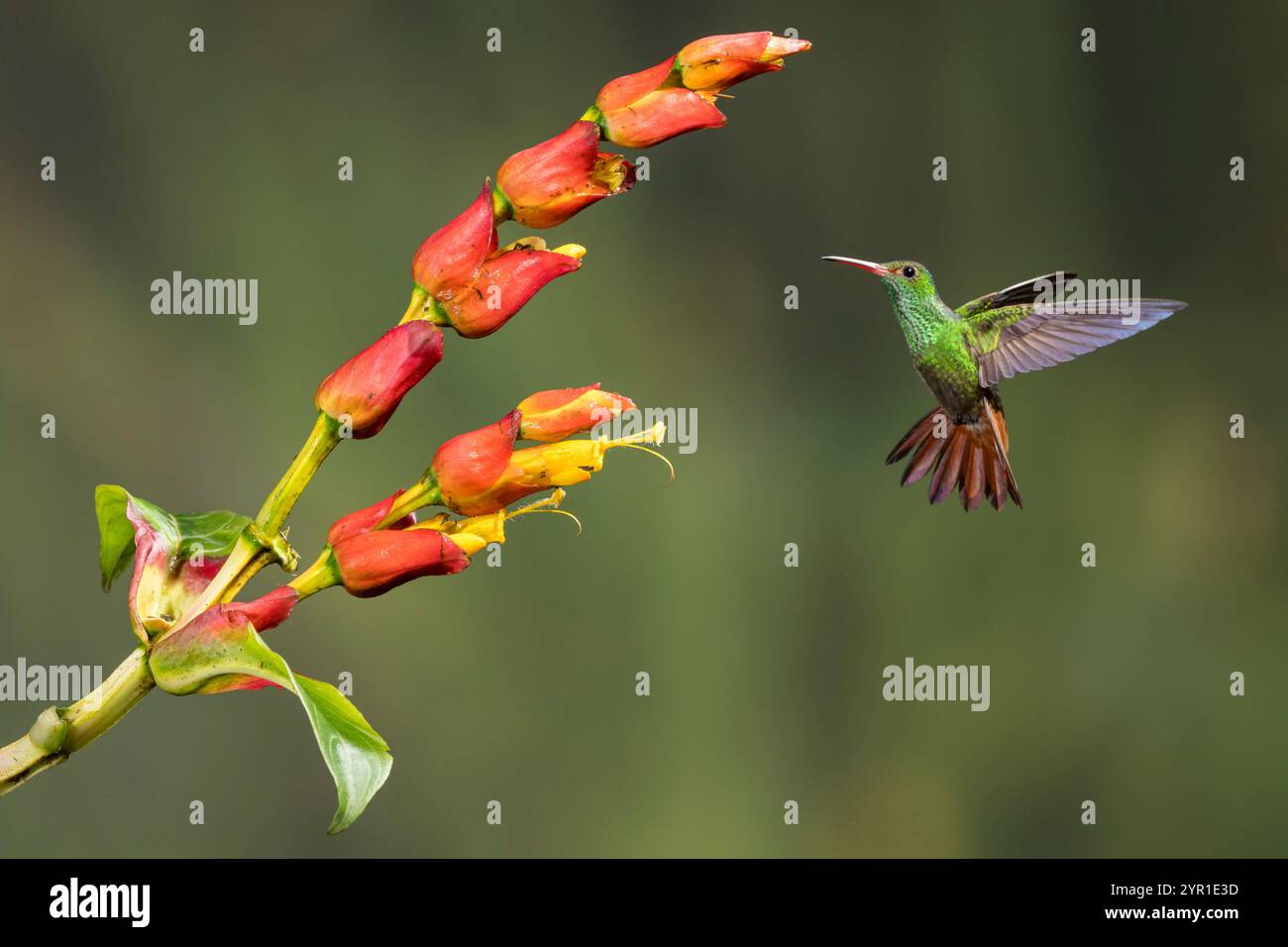 Colibrì dalla coda Rufous, Amazilia tzacatl, in volo nutrendosi di Sanchezia SP. Fiori, Costa Rica Foto Stock