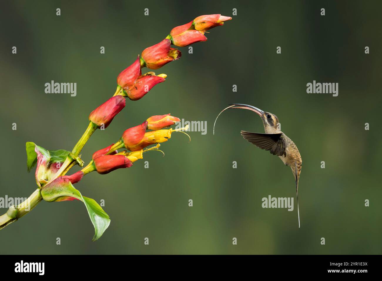 Colibrì di Hermit a becco lungo, Phaethornis longirostri, in volo con la lingua fuori che si nutre di Sanchezia SP. Fiori, Costa Rica Foto Stock