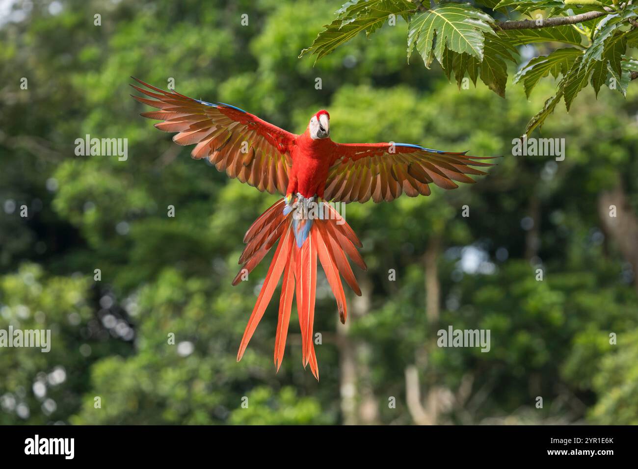 Scarlet Macaw, Ara macao, in volo per atterrare su un albero, Costa Rica Foto Stock