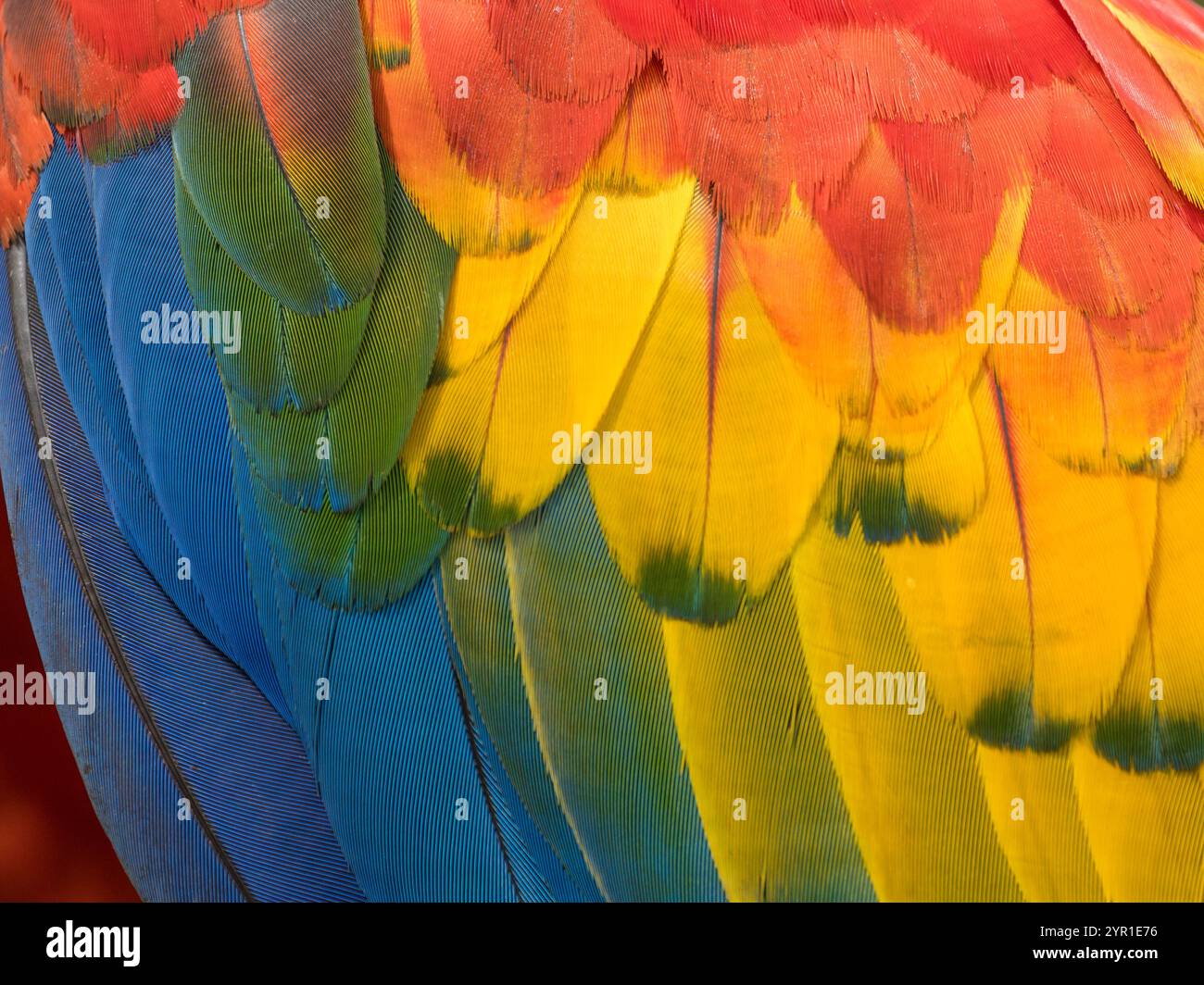 Scarlet Macaw, Ara macao, dettaglio piume, Costa Rica Foto Stock