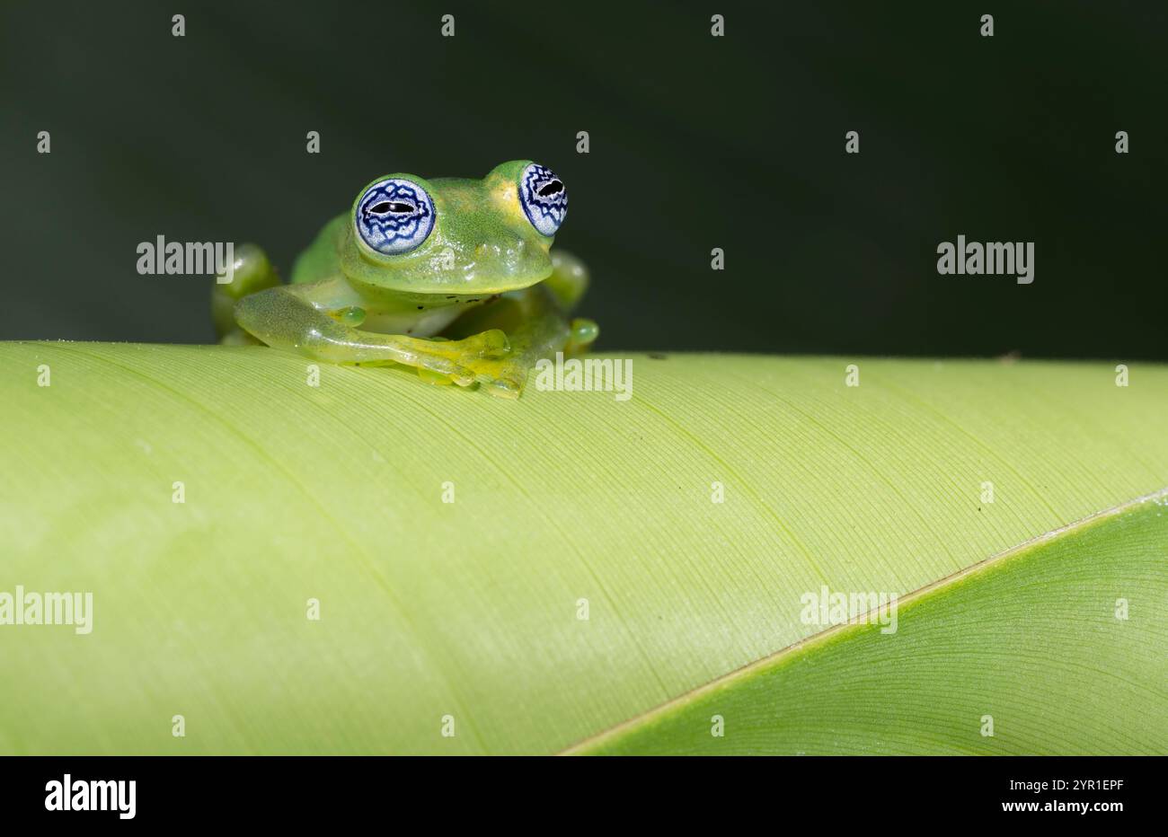 Ghost Glass Frog, Sachatamia ilex, su una foglia, Costa Rica Foto Stock