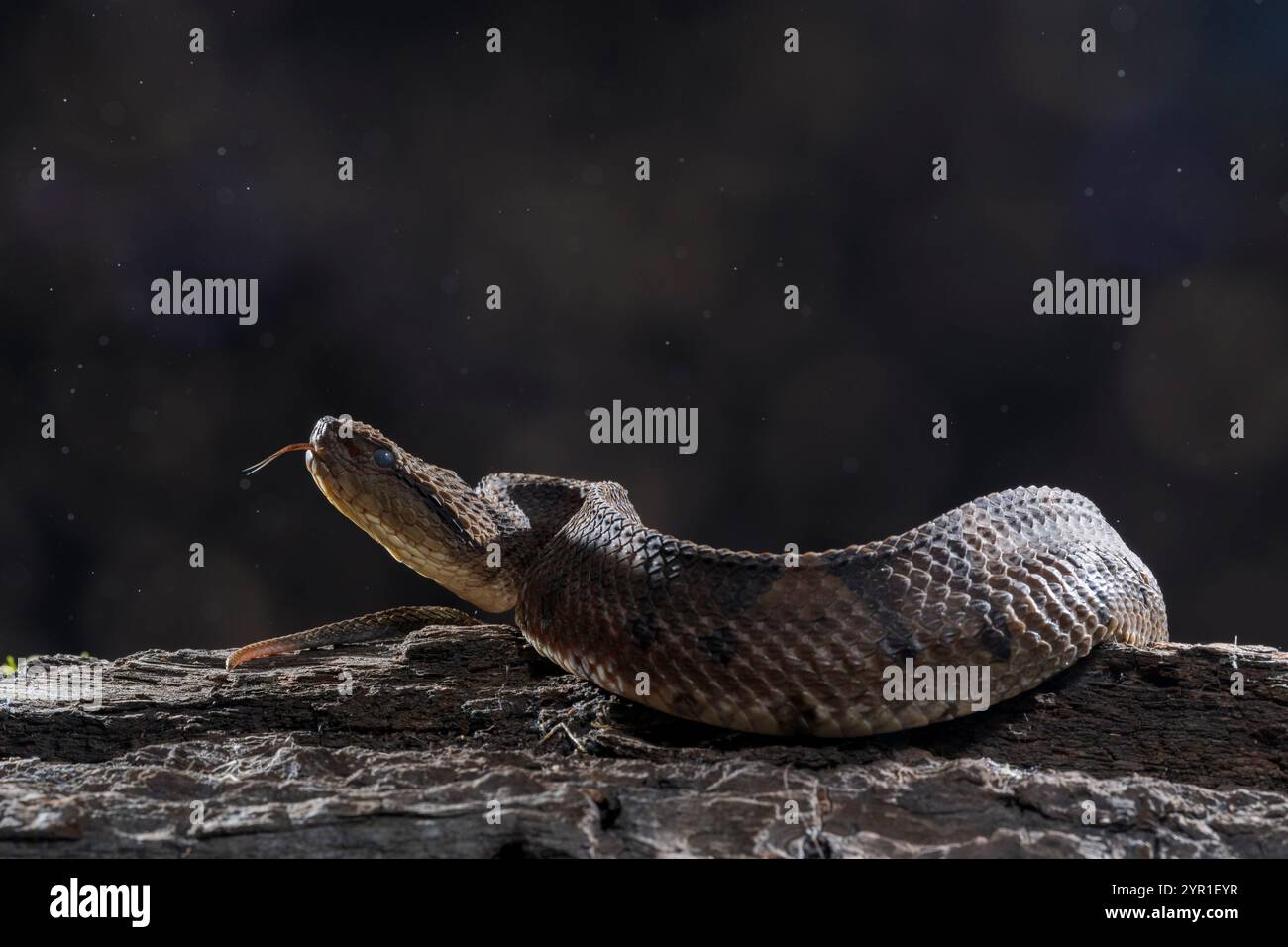 viper del salto nell'America centrale, metlapilcoatlus mexicanus, con la sua lingua fuori, Costa Rica Foto Stock