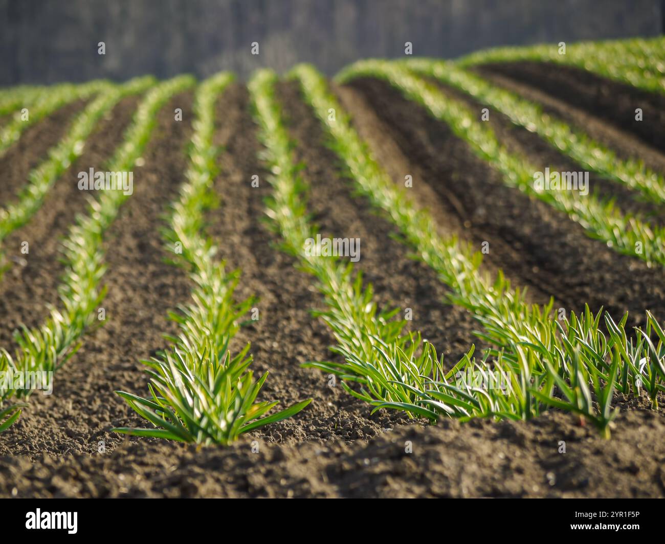 Campo arabile di maturazione piantagione di aglio Foto Stock