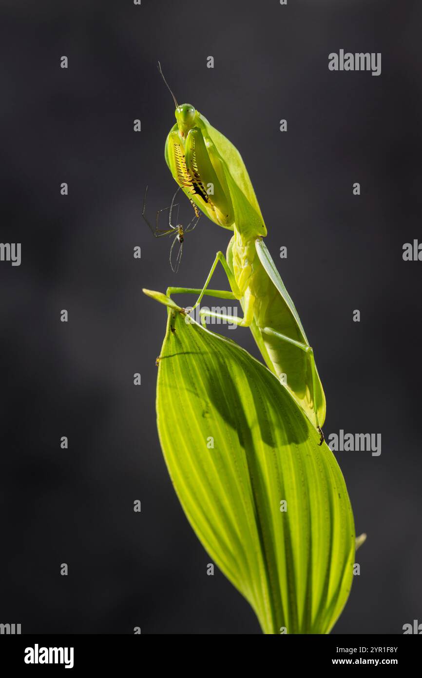 Leaf Mantis, Choeradodis sp., noto anche come Shield Mantis, Hood Mantis o Hooded Mantis, Leaf Shape Praying mantis, Costa Rica Foto Stock