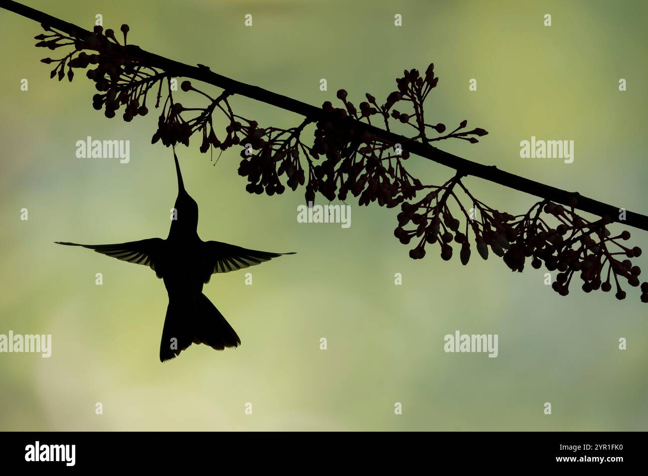 Silhouette di Hummingbird, in volo, che si nutre dei fiori di Thibaudia costaricensis, Costa Rica Foto Stock