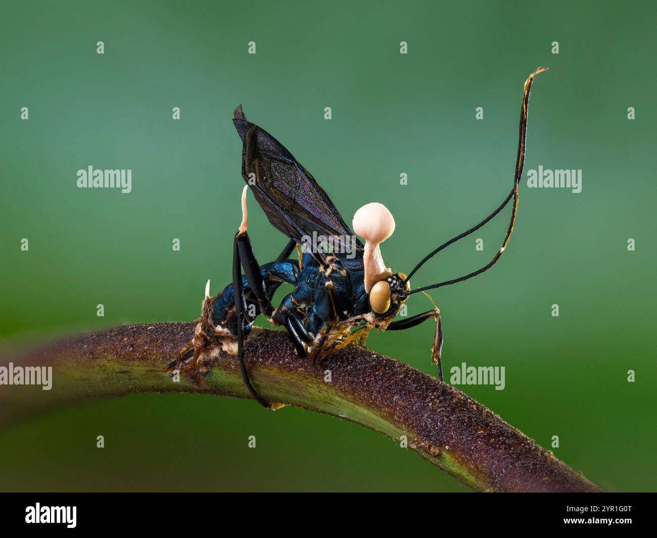 Vespa morta infettata da un fungo patogeno insetto, Ophiocordyceps sp., con i corpi fruttiferi mostrati, Costa Rica Foto Stock