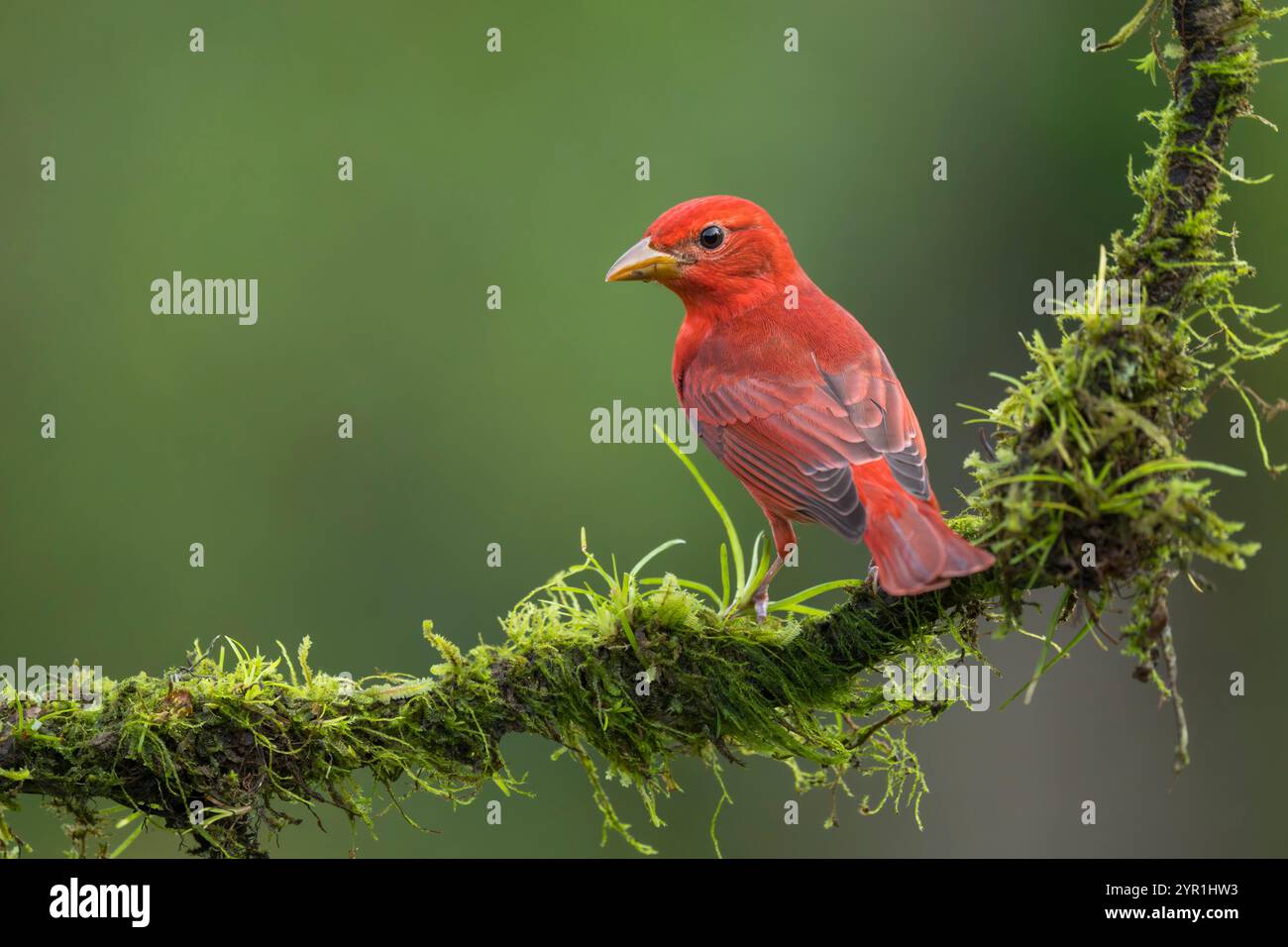 Summer Tanager maschile, Piranga rubra, Costa Rica Foto Stock