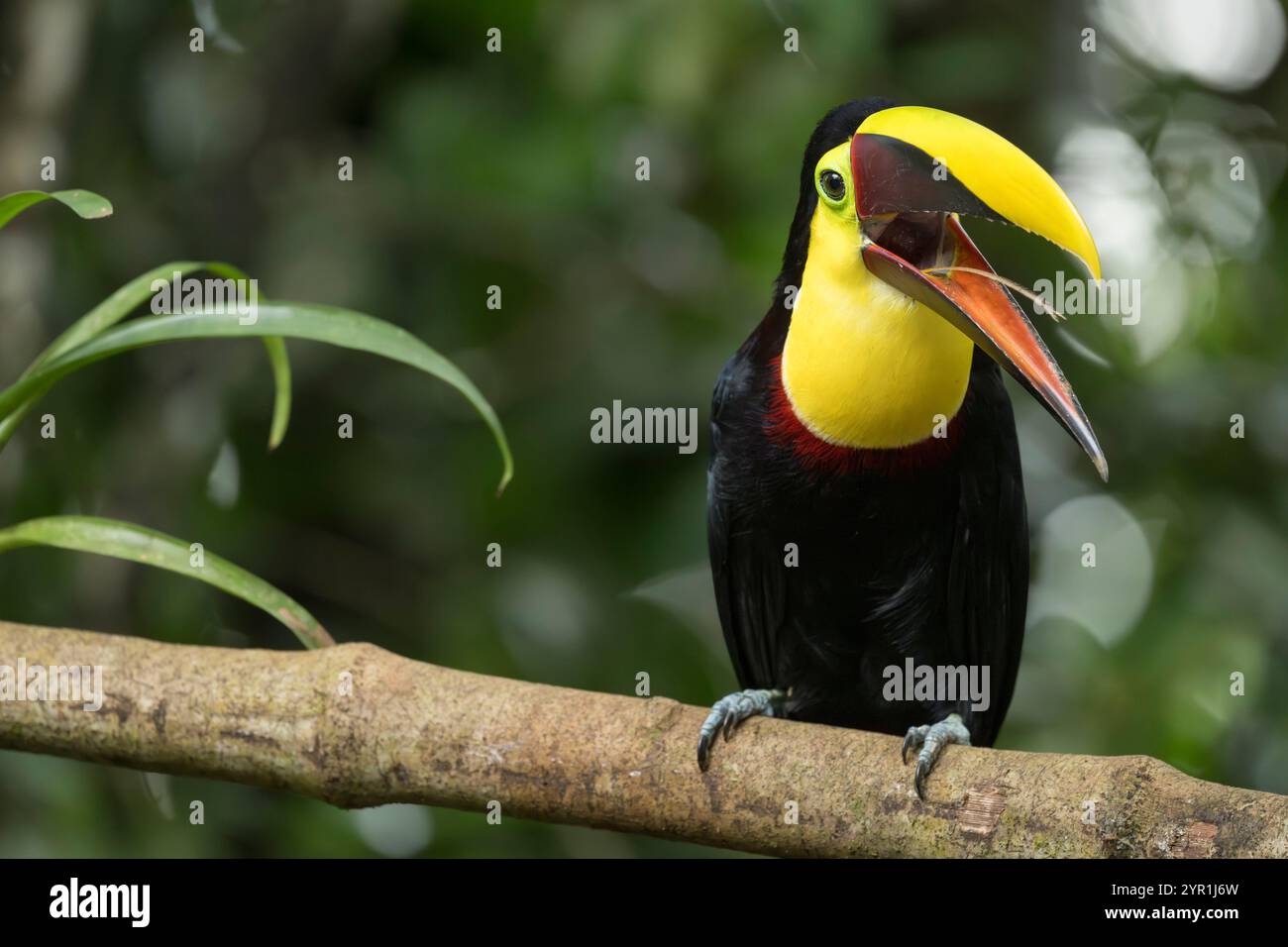 Toucan dalla gola gialla, Ramphastos ambiguus, con Bill aperto che mostra la sua lingua, Costa Rica Foto Stock