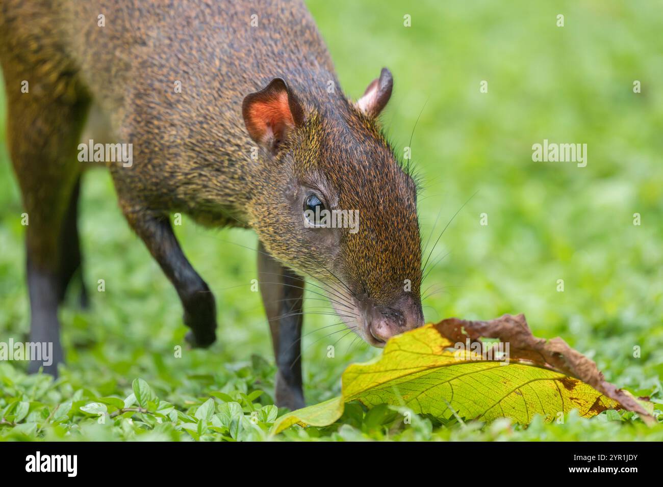 Agouti, Dasyprocta punctata, Costa Rica Foto Stock