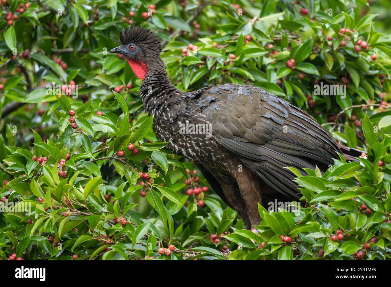 Guan crestato, Penelope purascens, Costa Rica Foto Stock