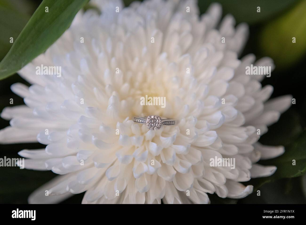 Fiore bianco con anello nuziale in mostra Foto Stock