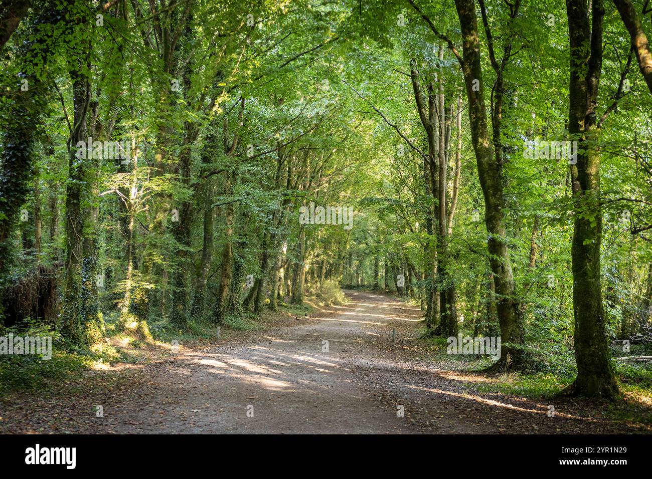 Foresta in Irlanda Hidden Heartlands in estate Foto Stock