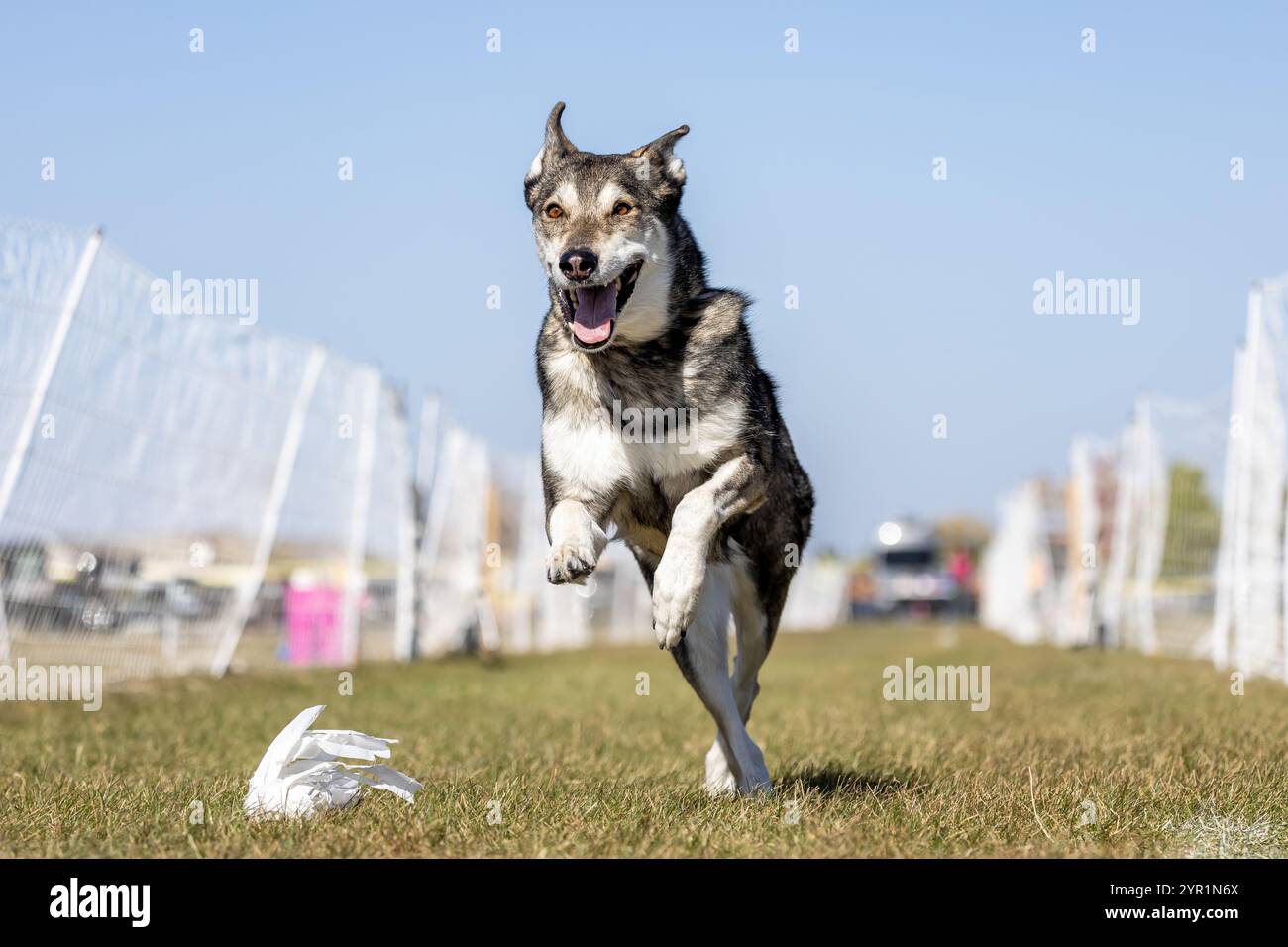 Tamaskan Dog Running Lure Course Sprint Dog Sport Foto Stock
