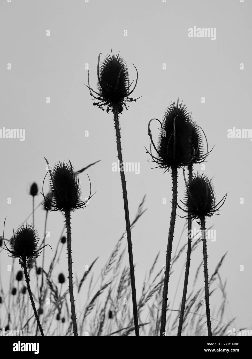 Wild Teasel. La teiera selvatica assomiglia a un cardo ed è una pianta mediterranea, ma si trova anche nel nord Foto Stock
