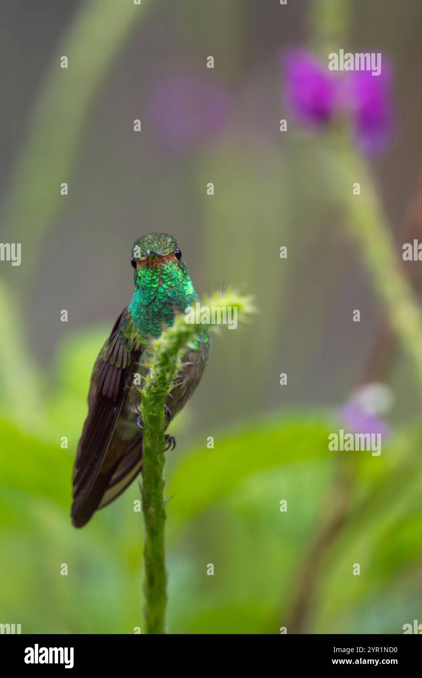 Colibrì dalla coda rudimentale, Amazilia tzacatl, Costa Rica Foto Stock