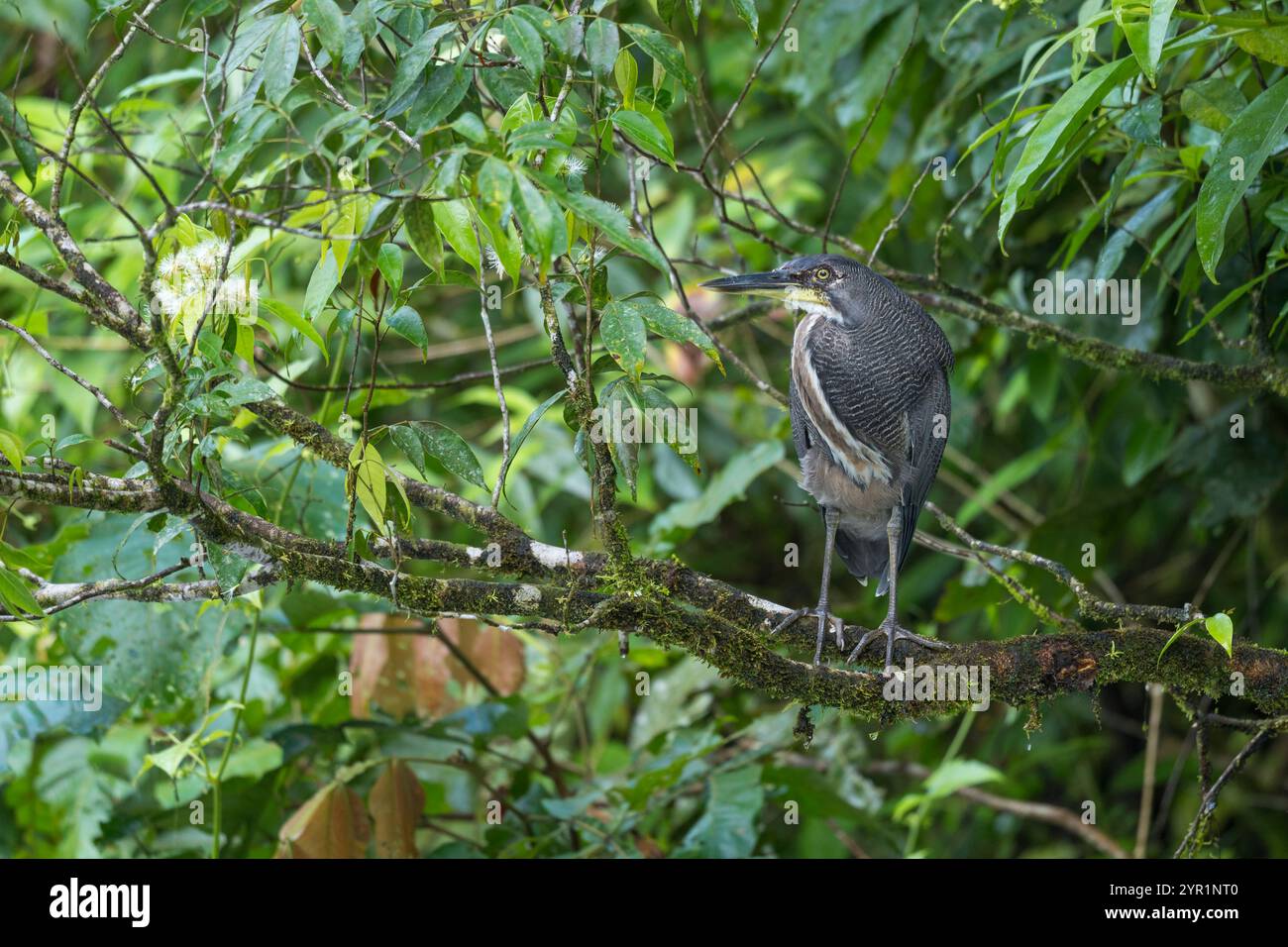 Tigre-Heron fasciato, Tigrisoma fasciatum, arroccato su un albero, Costa Rica Foto Stock