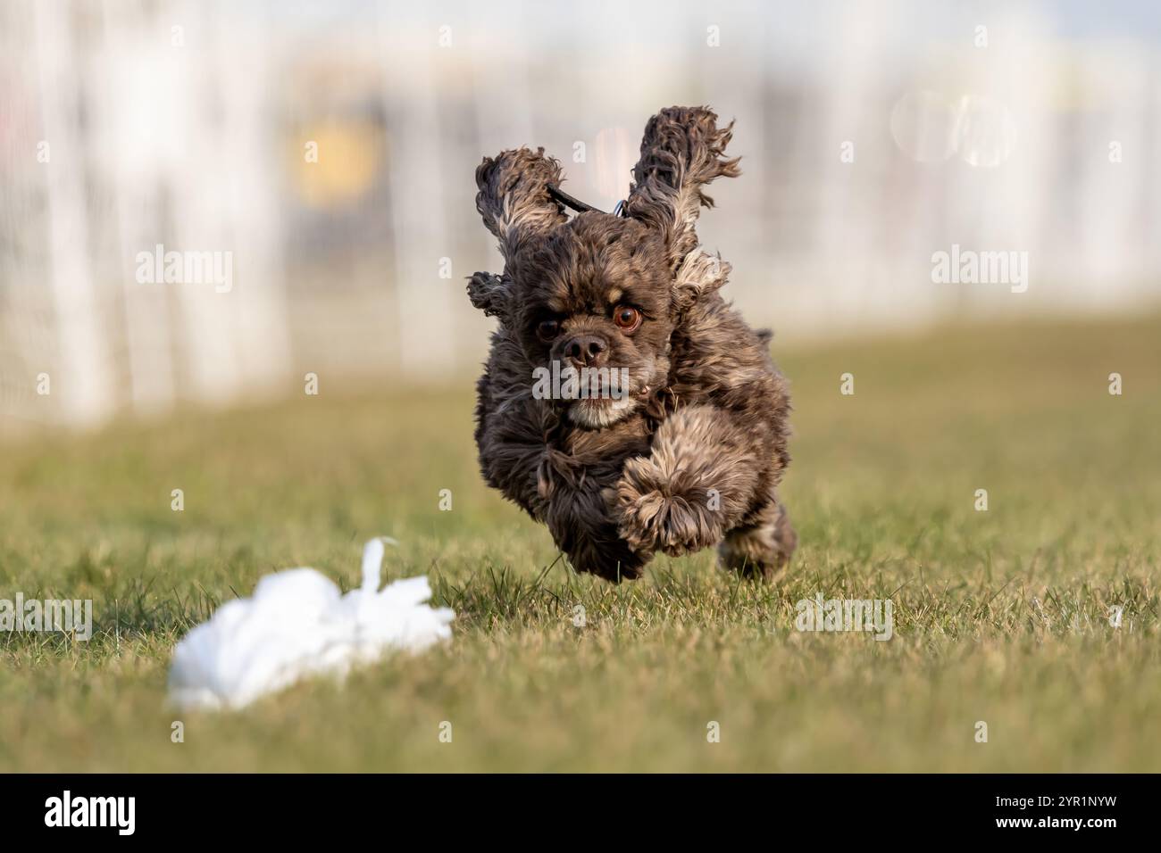 Brown Cocker Spaniel Running Lure Course Sprint Dog Sport Foto Stock