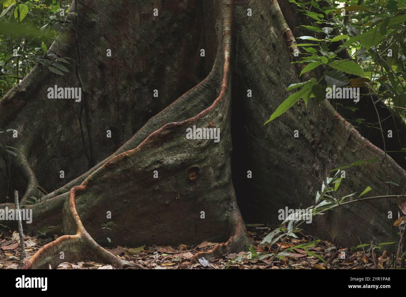Enorme vecchio albero con radici nel profondo della giungla in Thailandia Foto Stock