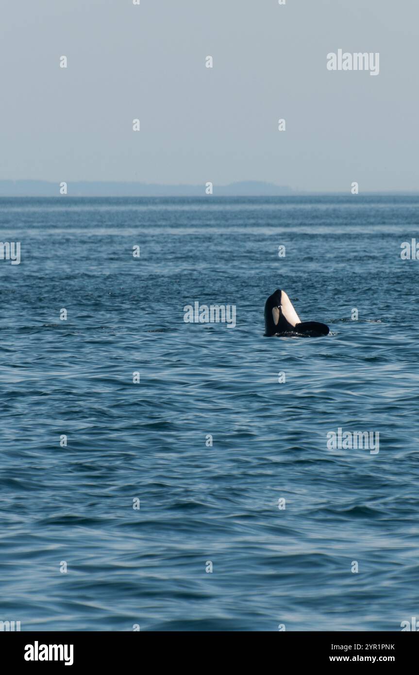 Un'orca spyhopping in mare aperto sotto un cielo limpido Foto Stock