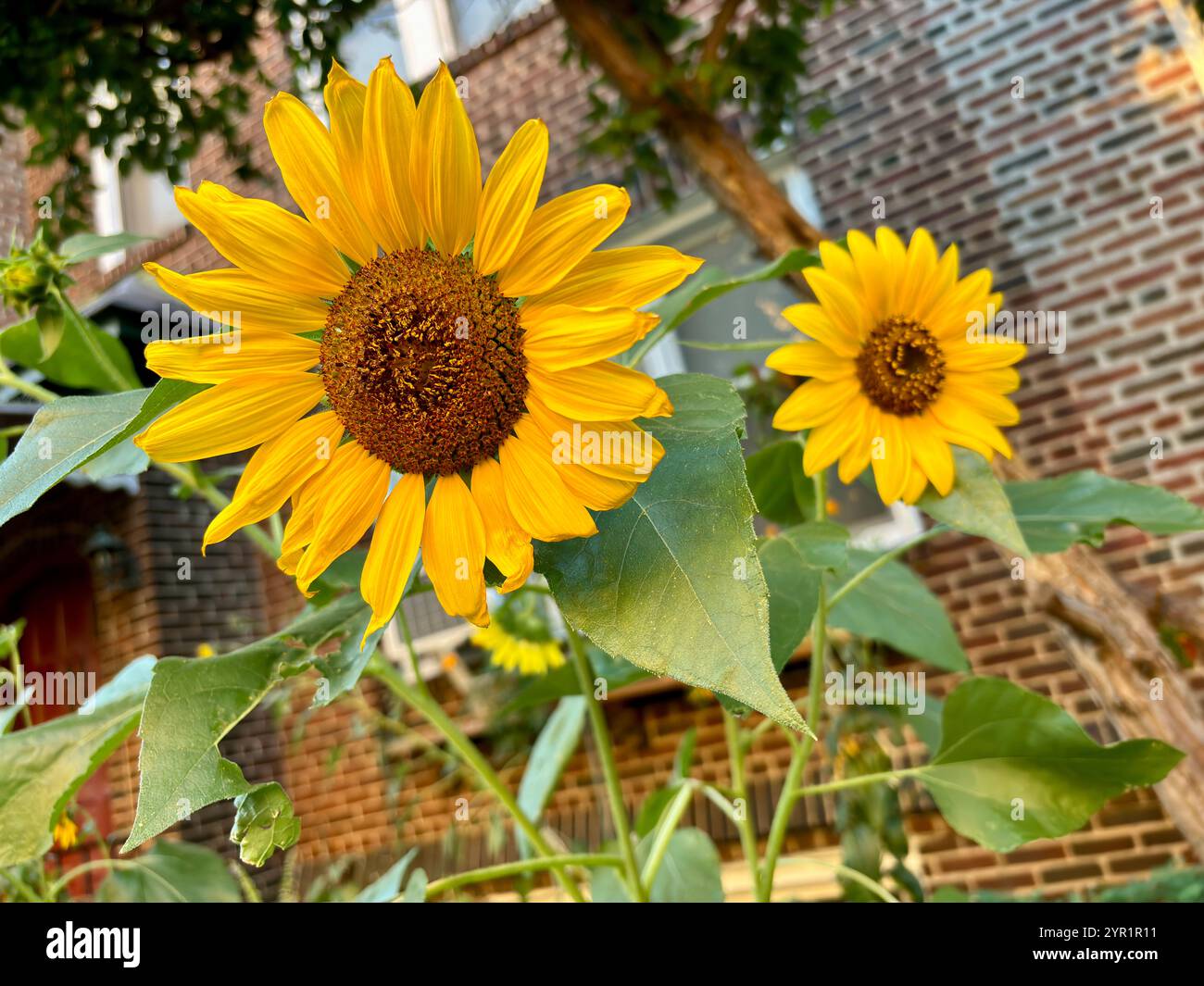 Due vibranti girasoli fioriscono brillantemente di fronte ad un edificio in mattoni Foto Stock