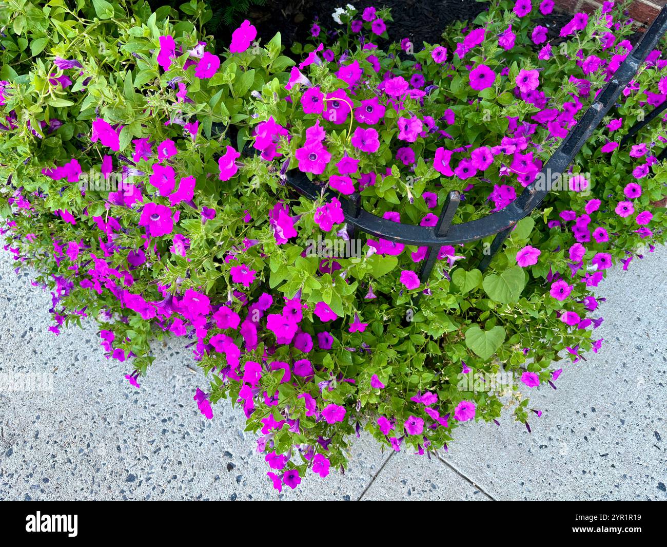 Petunie viola vibranti che si riversano sul marciapiede del cemento Foto Stock