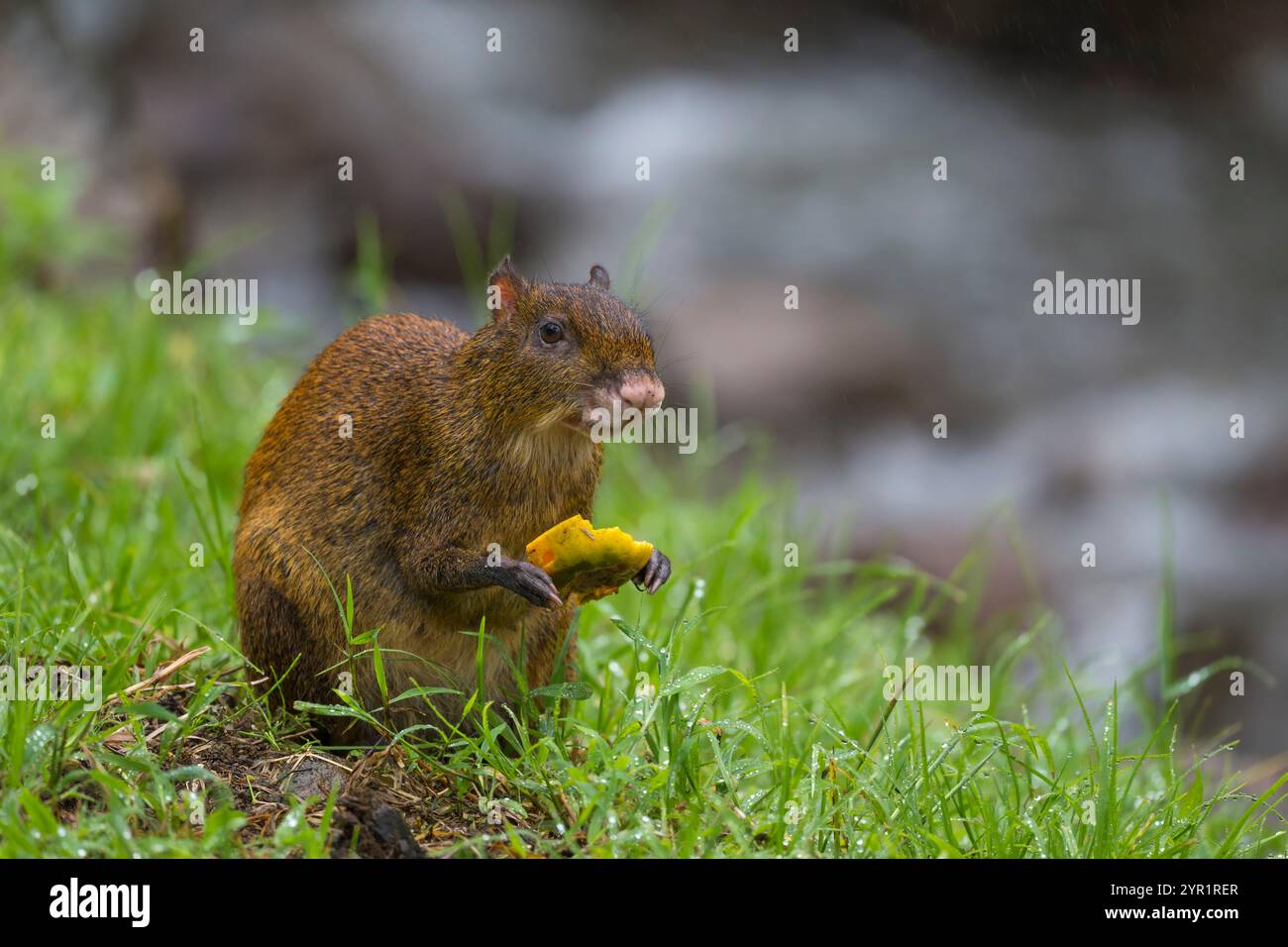 Agouti, Dasyprocta punctata, mangiare frutta, Costa Rica Foto Stock