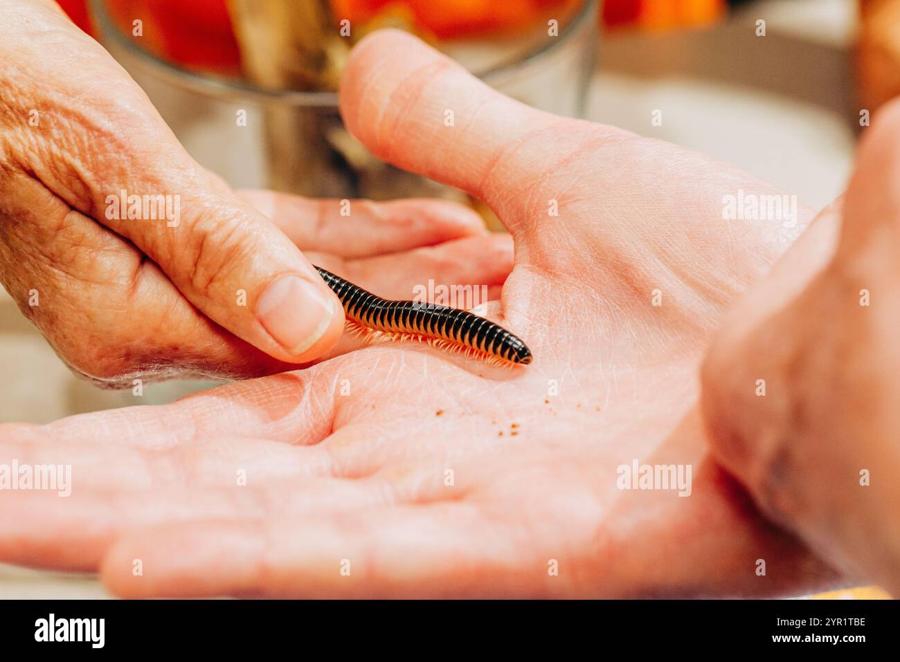 Primo piano di un millipede che strizza sulle mani umane Foto Stock