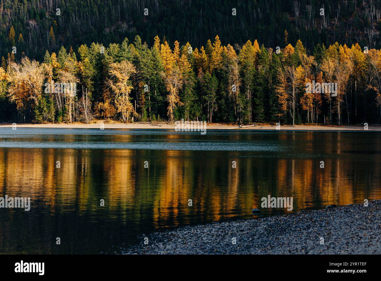 Riflessi di larici autunnali, lago McDonald, Glacier National Park Foto Stock