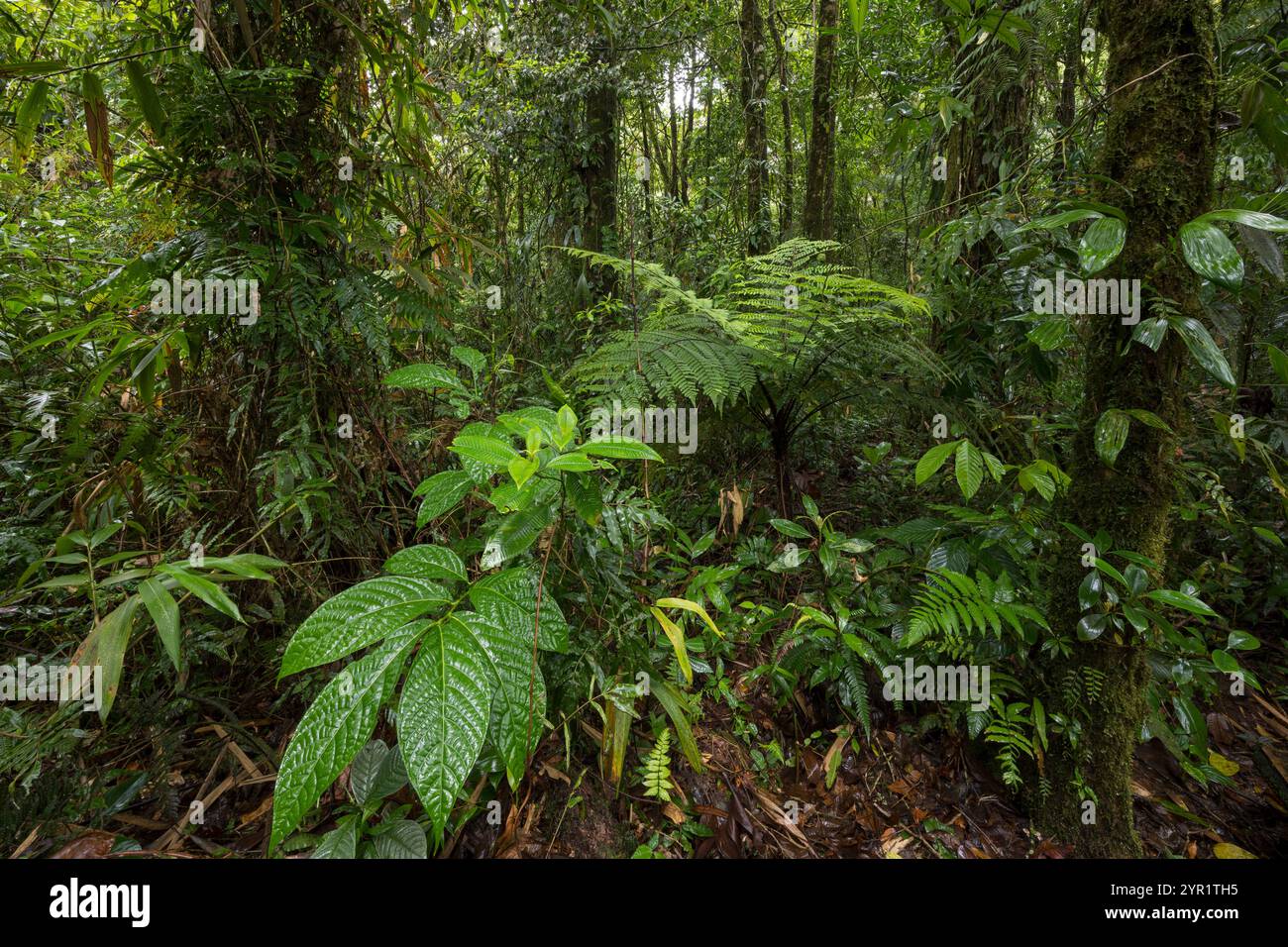 Foresta pluviale vegetale, Costa Rica Foto Stock