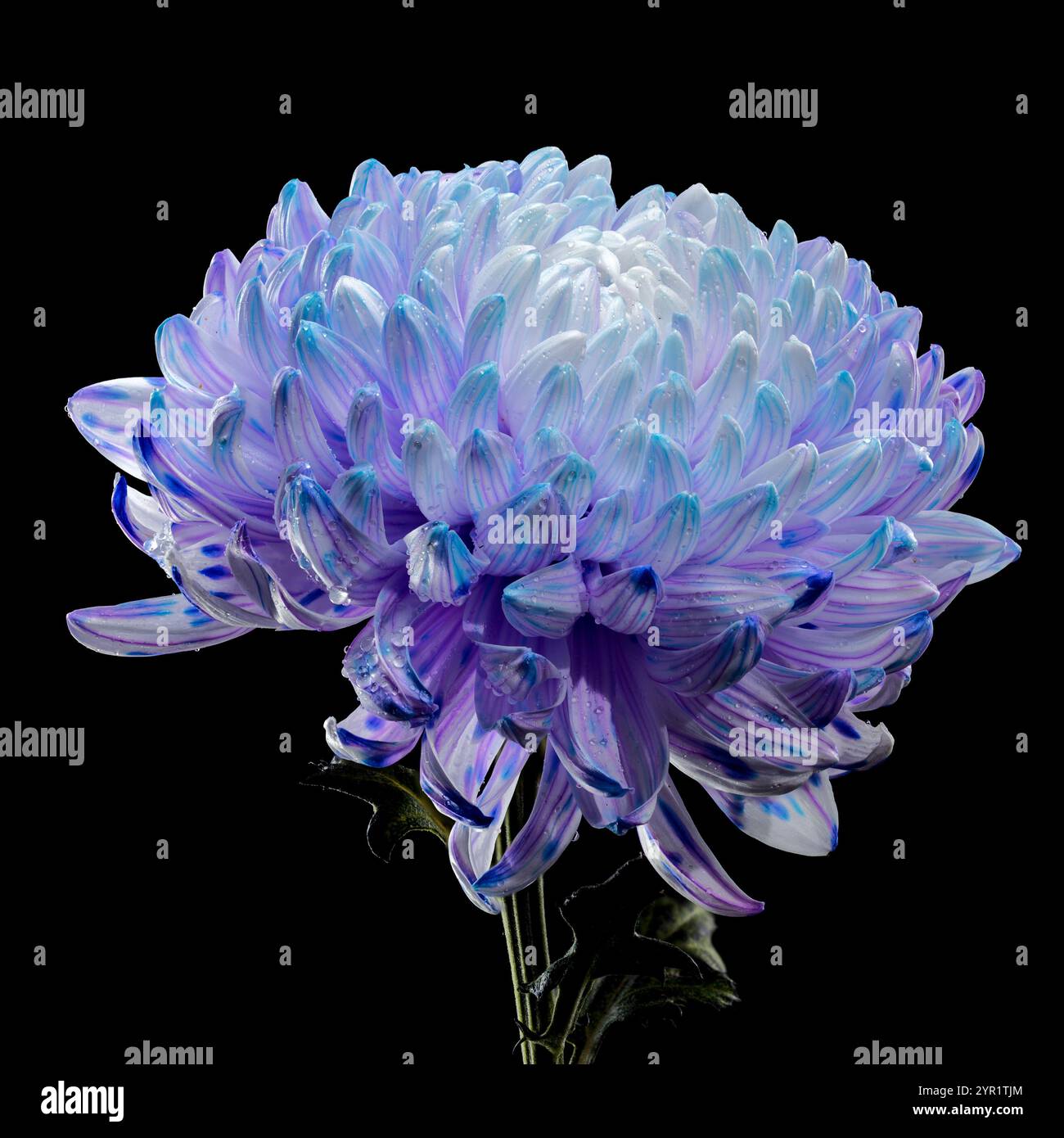 Crisantemo viola e bianco con goccioline d'acqua su sfondo nero Foto Stock