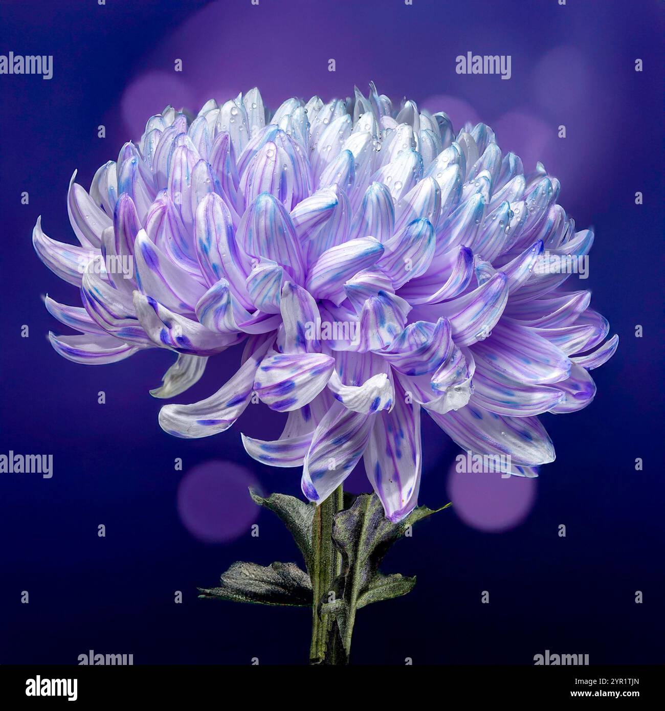 Crisantemo viola e bianco con goccioline d'acqua su sfondo viola Foto Stock