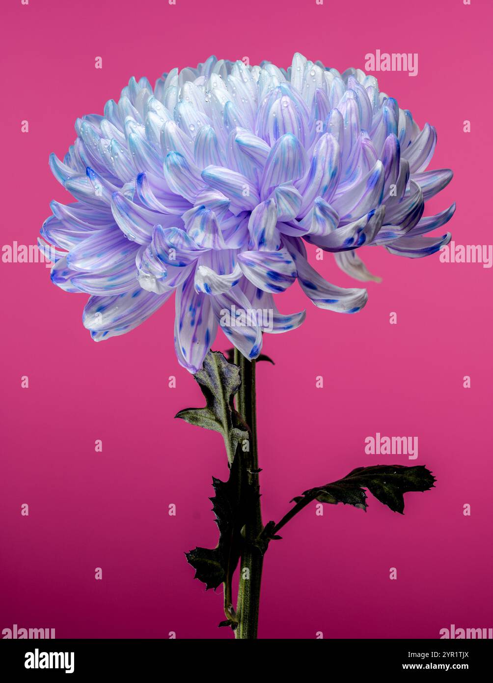 Crisantemo viola e bianco con goccioline d'acqua su sfondo rosa Foto Stock