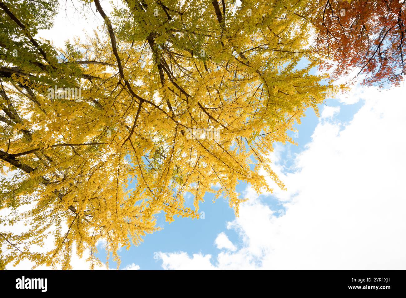 Foglie gialle di Ginkgo biloba in autunno e cielo blu in Giappone. Foto Stock