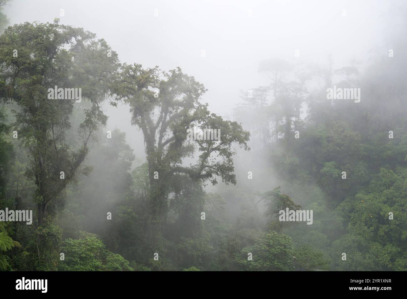 Foresta pluviale, foresta pluviale, provincia di Alajuela, Bajos del Toro, Costa Rica Foto Stock