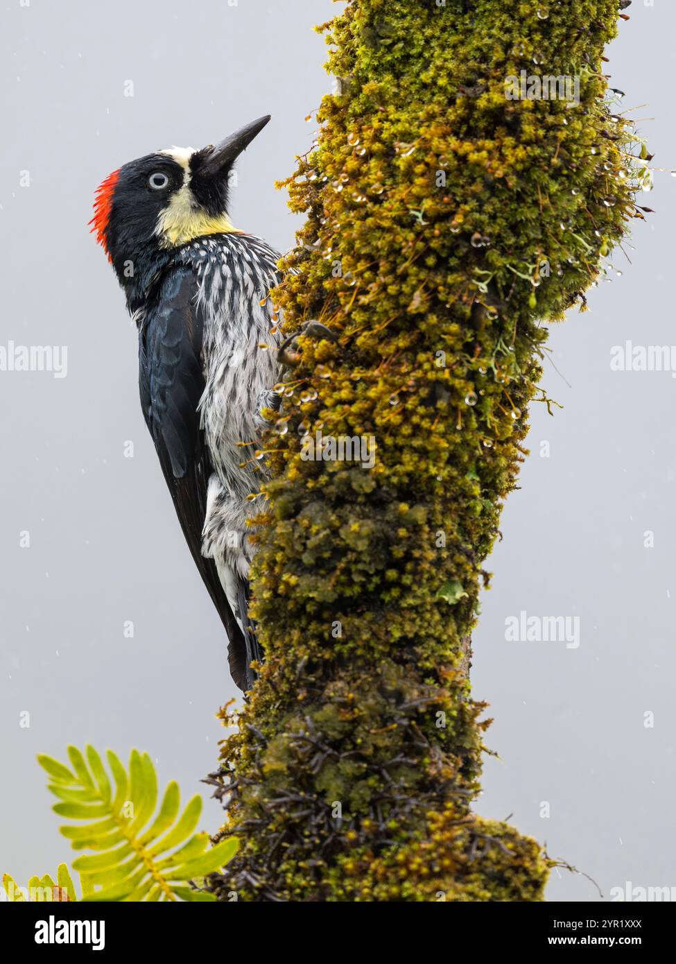 Acorn Woodpecker, Melanerpes formicivorus, Costa Rica Foto Stock