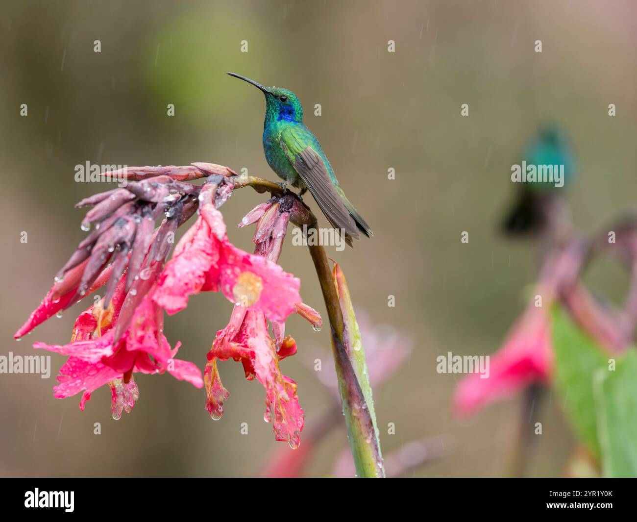 Minori colibrì Violetear, Colibri cyanotus, arroccato su fiori sotto la pioggia, Costa Rica Foto Stock