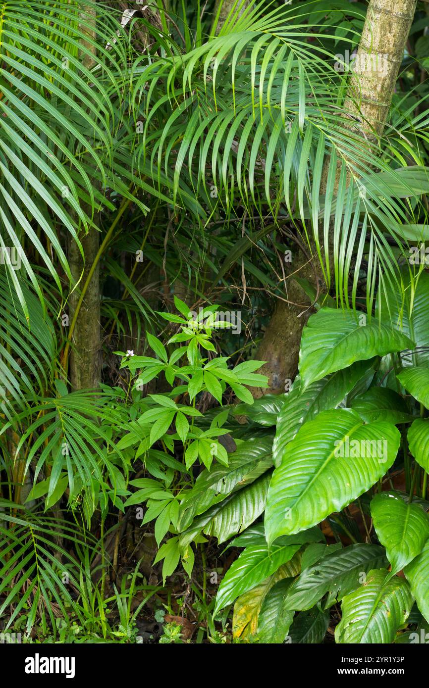 Vegetazione della foresta pluviale, Costa Rica Foto Stock