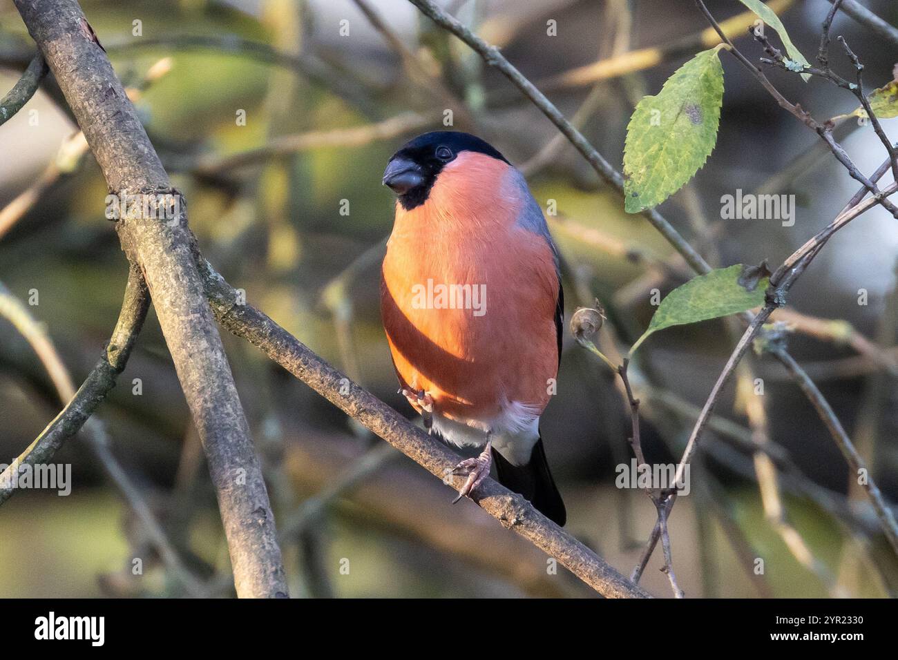 Bullfinch eurasiatico, Pyrrrhula pyrrhula. Sussex, Regno Unito Foto Stock