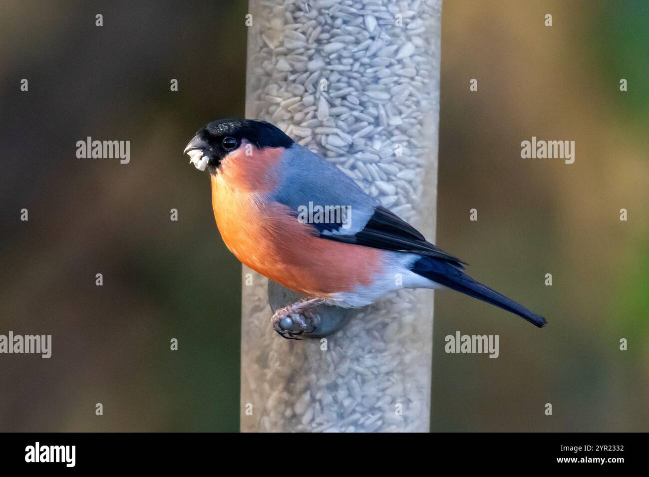 Bullfinch eurasiatico, Pyrrrhula pyrrrhula su un mangime per uccelli da giardino nel Sussex, Regno Unito Foto Stock