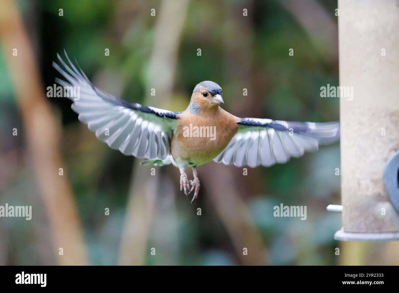 Chaffinch maschio, Fringilla coelebs in volo vicino a un alimentatore per uccelli da giardino. Sussex, Regno Unito Foto Stock