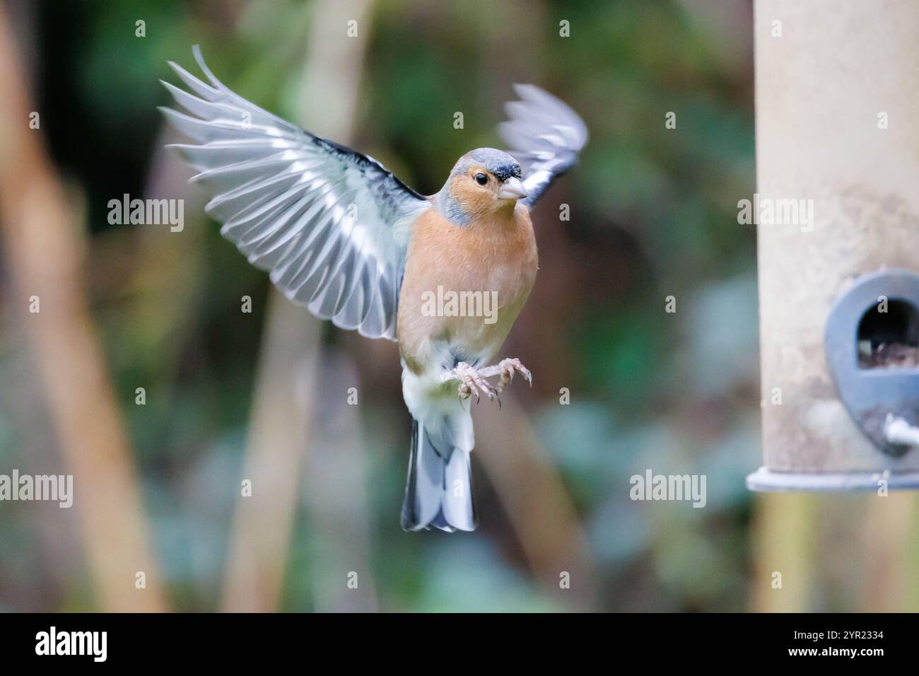 Chaffinch maschio, Fringilla coelebs in volo vicino a un alimentatore per uccelli da giardino. Sussex, Regno Unito Foto Stock