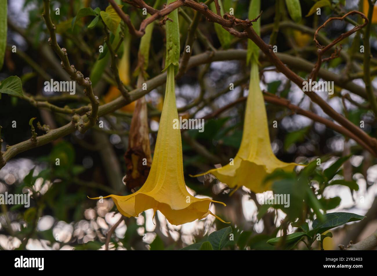 I fiori gialli brillanti pendono dai rami, gettando ombre morbide mentre il crepuscolo si deposita sul tranquillo giardino. Foto Stock