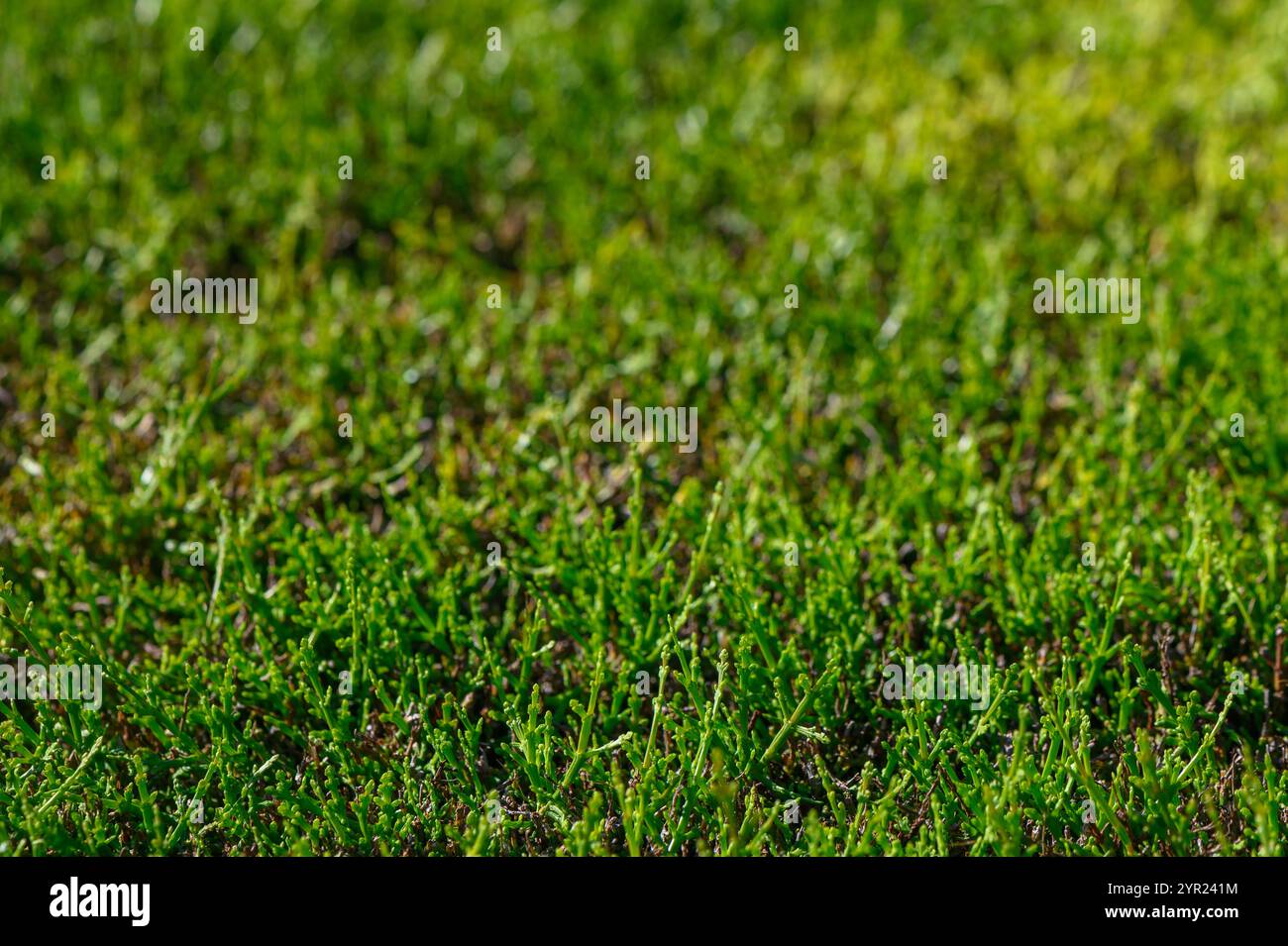 Un tappeto vibrante di erba verde fresca si estende fuori, crogiolandosi nella calda luce del sole di una giornata piacevole. Foto Stock