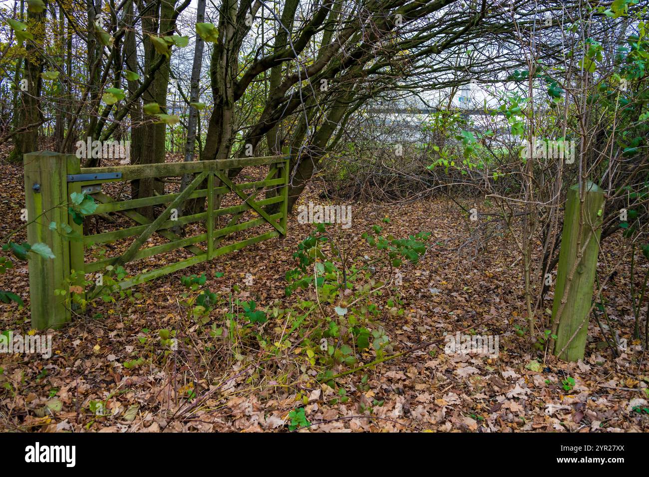 Scena rurale. Moss ha coperto cinque cancelli con foglie autunnali sparsi per il pavimento in un parco di campagna. Foto Stock