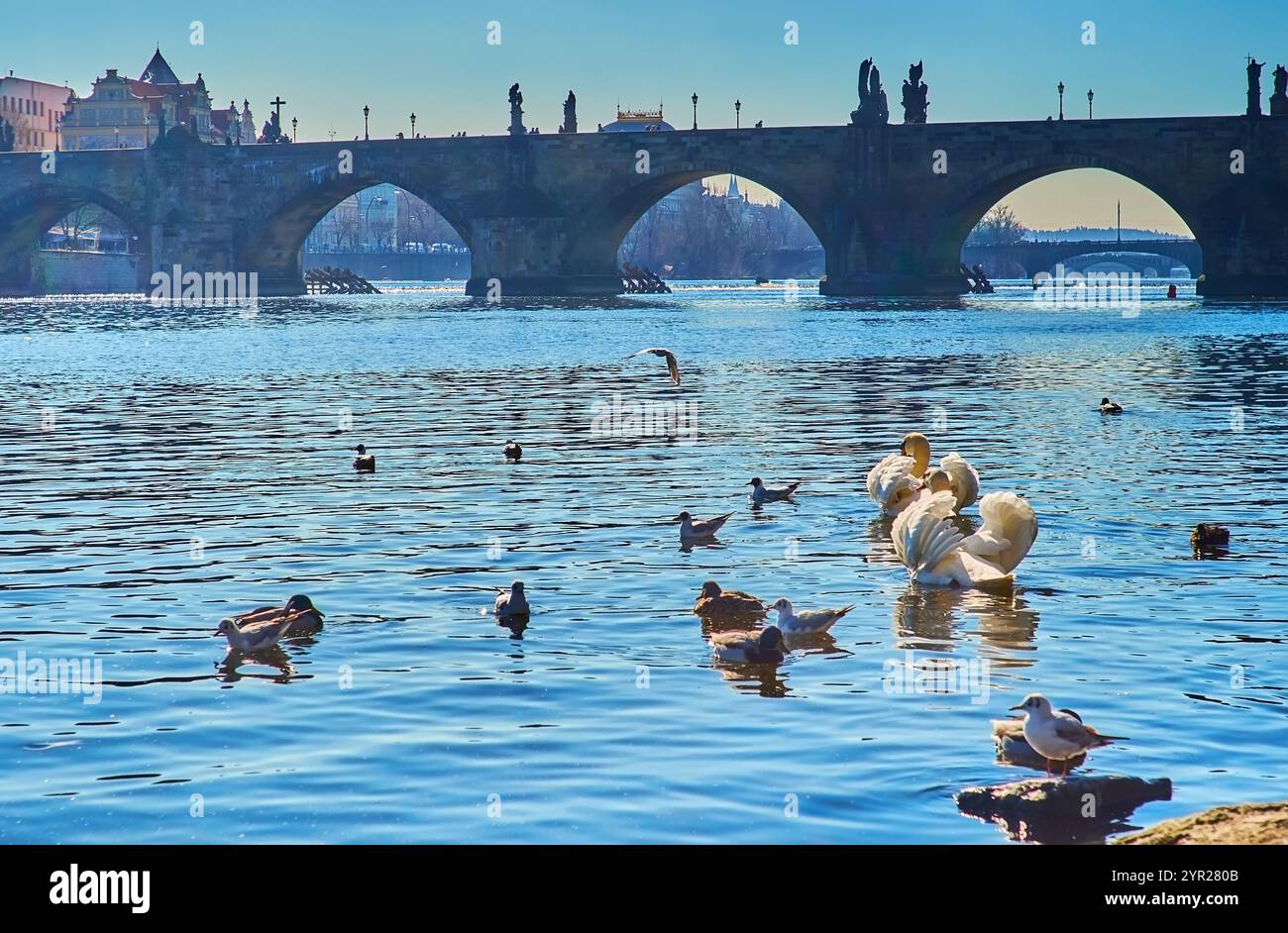 I cigni, i mallardi e i gabbiani galleggiano lungo il fiume Moldava ondulato con vista sul Ponte Carlo in pietra medievale sullo sfondo, Pragu Foto Stock