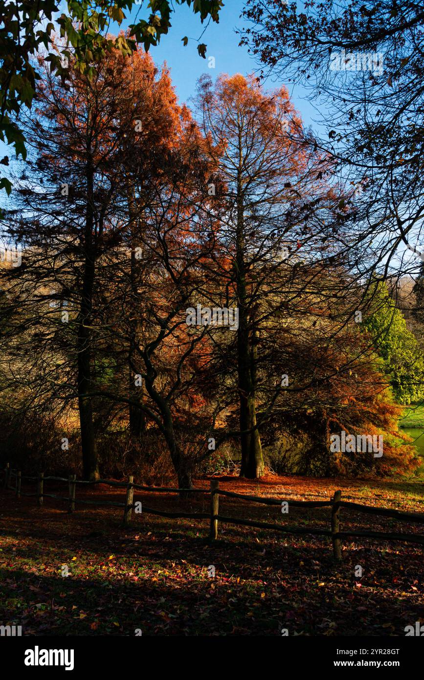 Un gruppo di cipresso paludoso (Taxodium distichum) in autunno Foto Stock