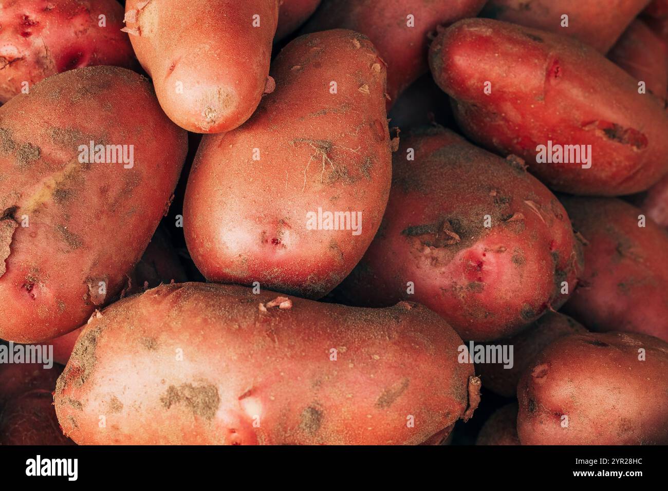 Un mucchio di radici di coltura di patate crude sul mercato agricolo, attenzione selettiva Foto Stock