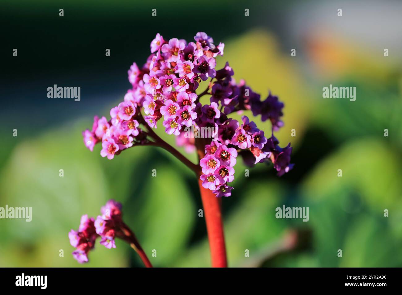 Fioritura viola pianta medica Bergenia Cordifolia, primo piano Foto Stock